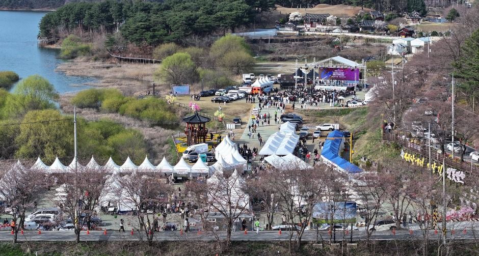 대청호 벚꽃축제 벚꽃 드라이브 여행 가이드 🌸