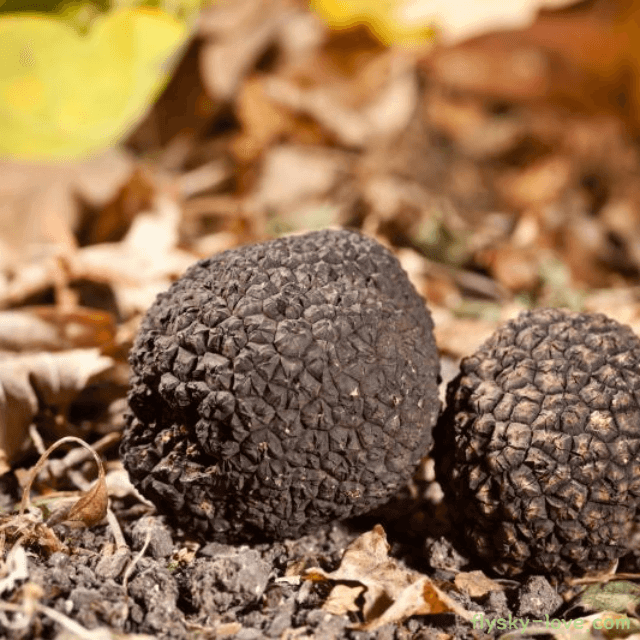 땅속의 다이아몬드 송로버섯