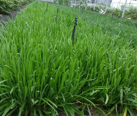 부추 키우기, 재배 방법, 심는 시기, 효능 알아보기