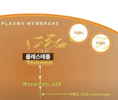 스타틴의 치료 원리