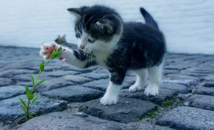 ๊ณ ์์ด ์ฅ๋ก์ ๋น์ฉ