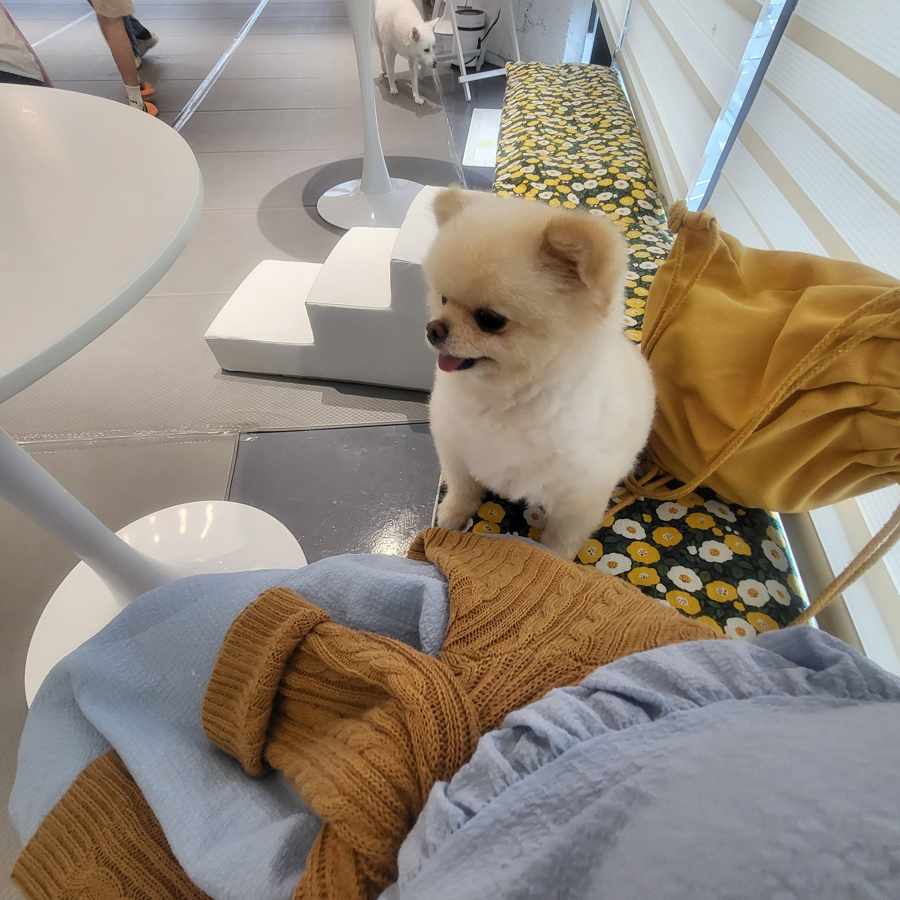 울산 애견 카페(딩동댕 애견카페)