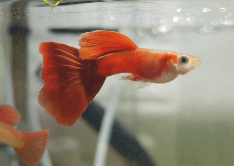 구피를 잘 키우기 위한 최적의 사육환경