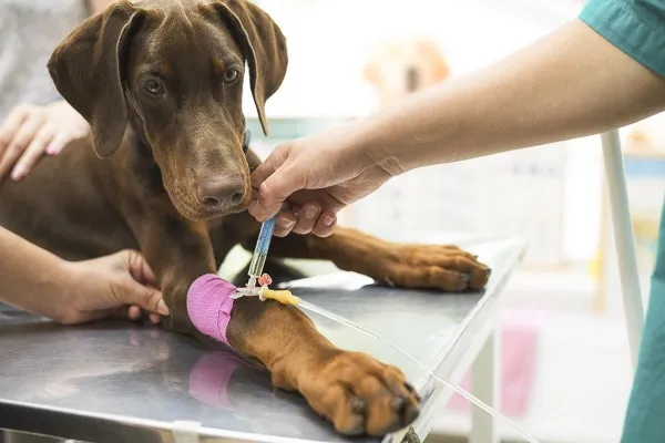 강아지 백내장 수술비용 현실 증상 예방법 보호자 가이드 정리_3