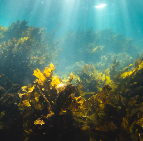 다시마 효능 부작용 칼로리