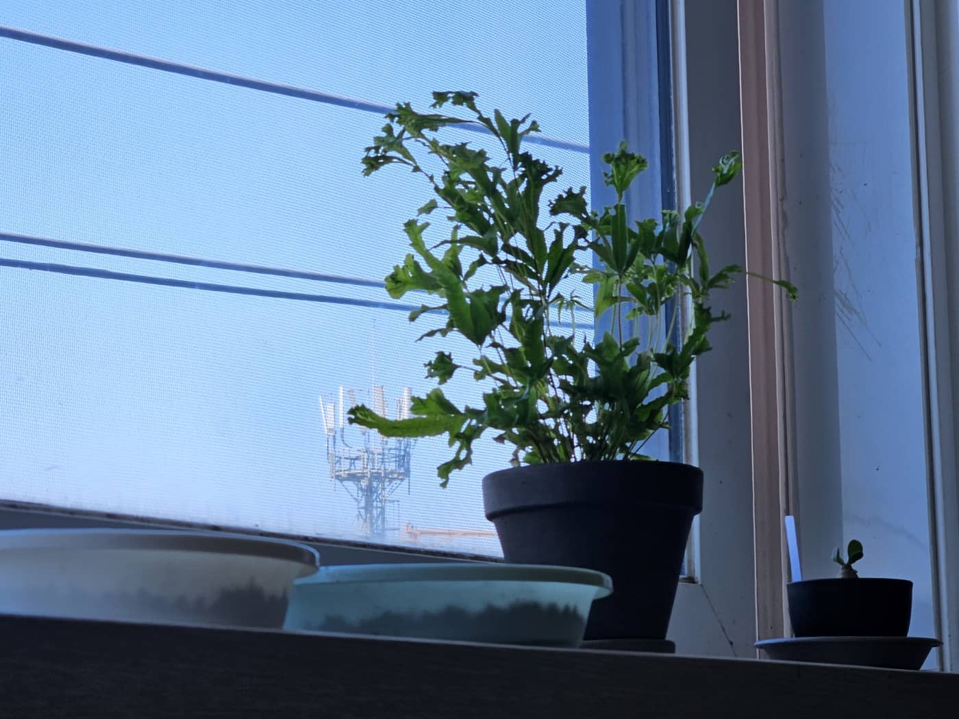 달빛고사리 창가