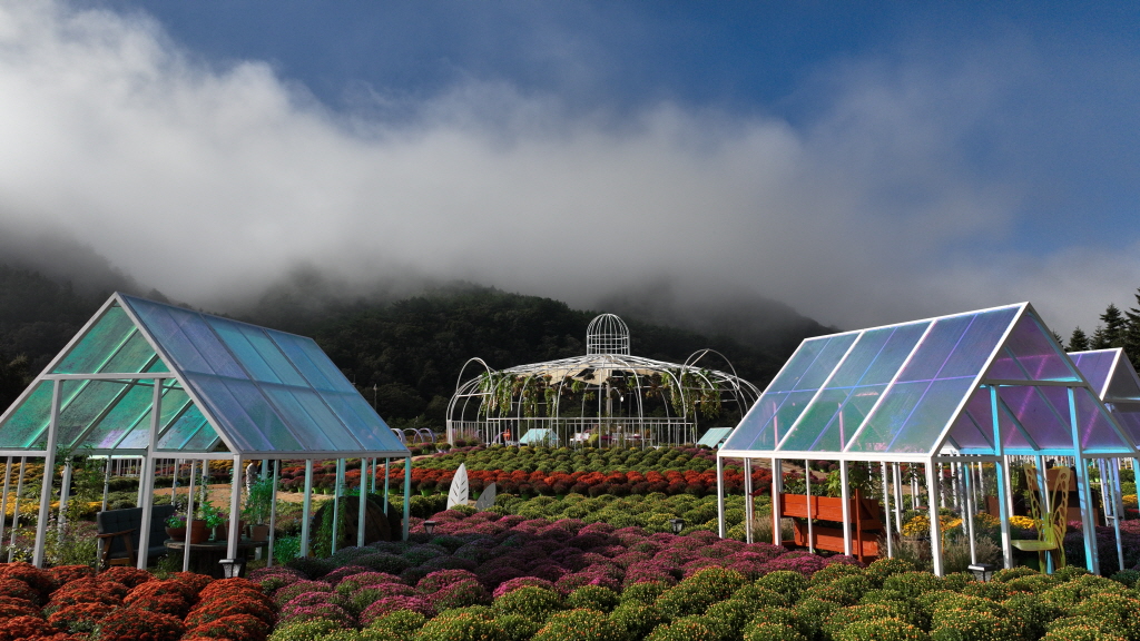 가을나들이 추천 인제가을꽃축제