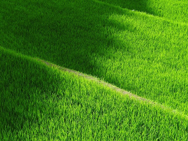 벼