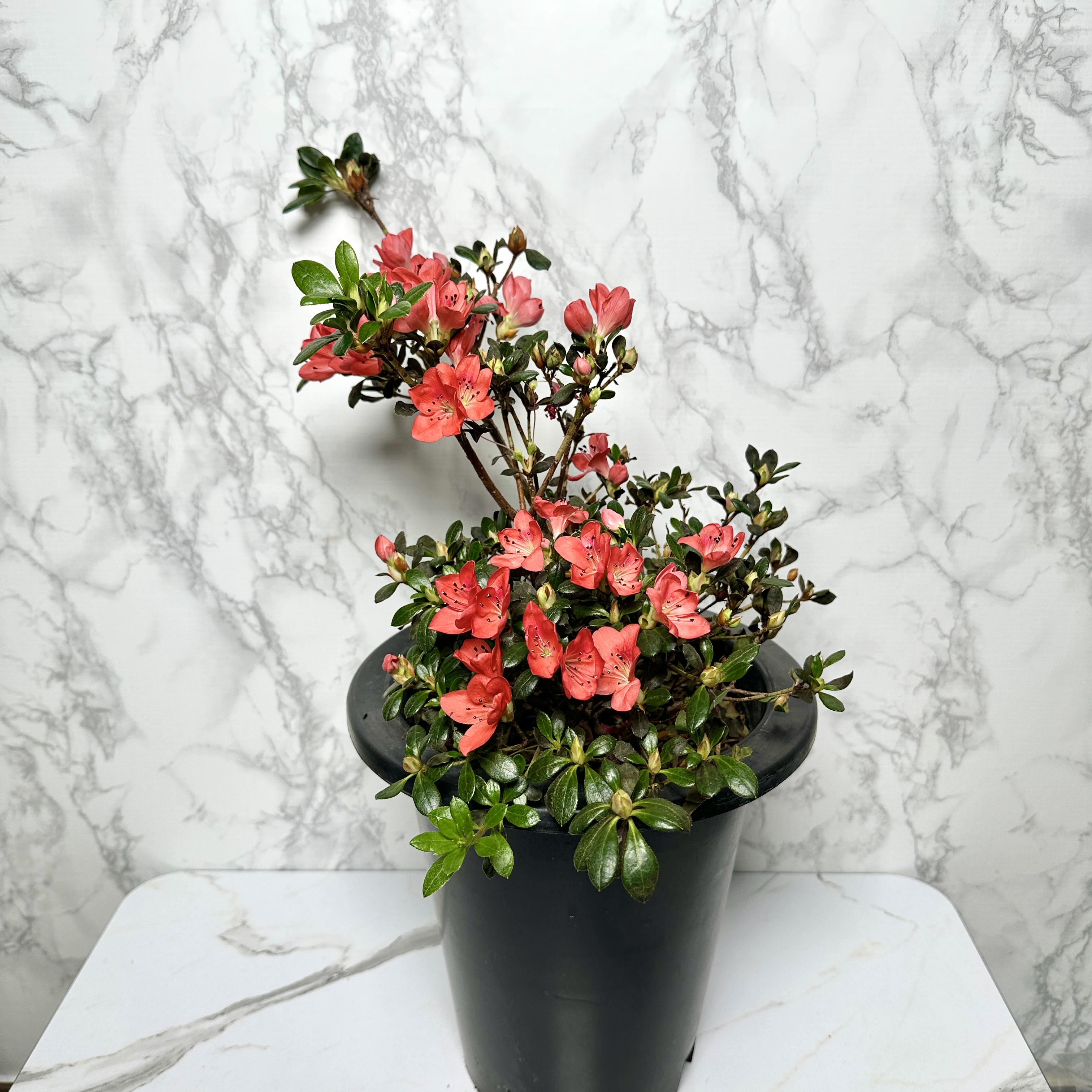 철쭉 아잘레아 삽목 방법, 심는 방법, 가지치기