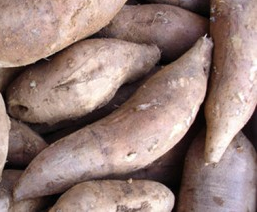 야콘 효능, 부작용, 먹는 법 알아보기