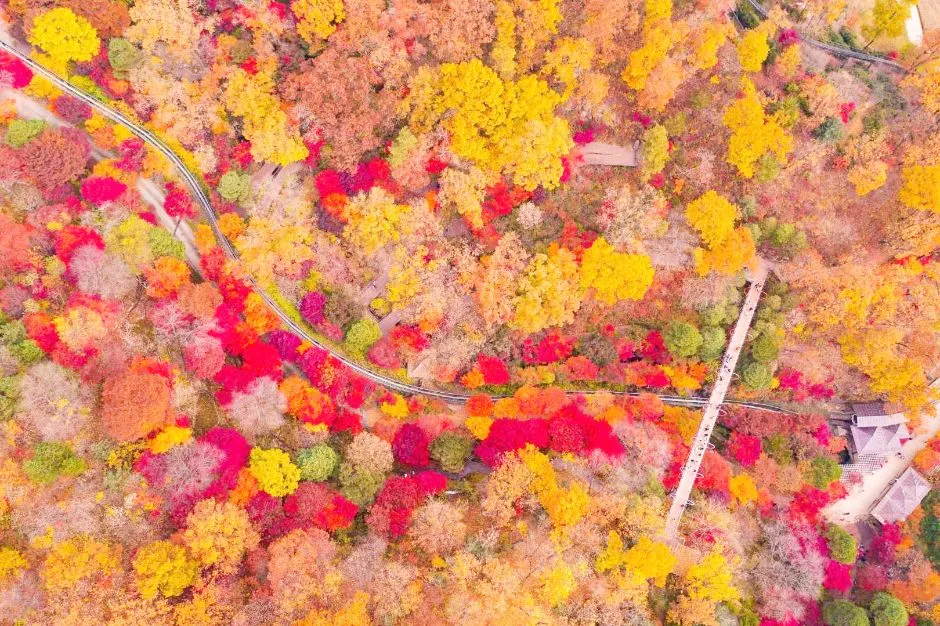 화담숲단풍축제