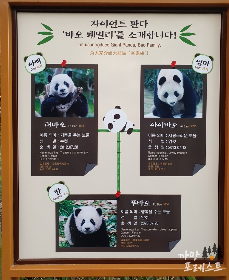 판다월드 바오 패밀리