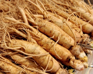 강장제 식물 차