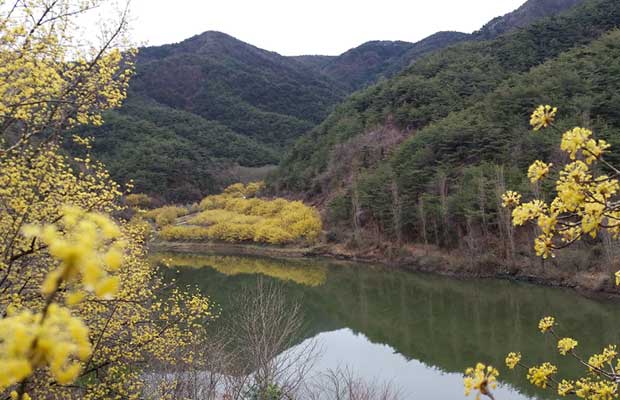 2024-의성-산수유축제