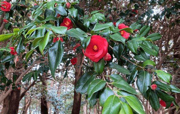 여수 오도도 동백꽃