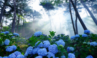 수국명소 전남 보성 윤제림