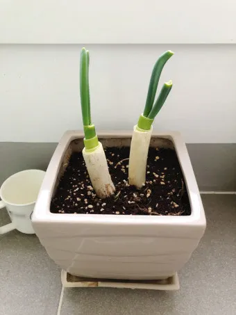 텃밭 대파 키우는 법 토양 북주기 웃거름 병해 예방_19