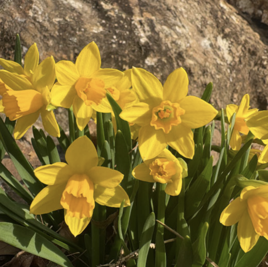 화담숲 봄 수선화 축제