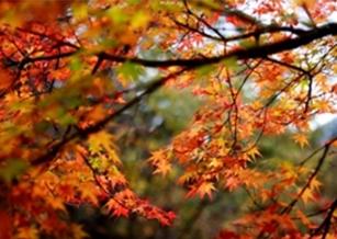 내장산케이블카 정보