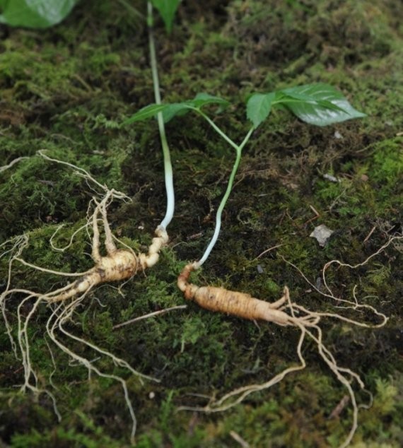 생생정보 지금이 딱 심봤다! 산속 보물 산양삼 장뇌삼 약초 산더덕 전국 택배 주문 온라인 판매