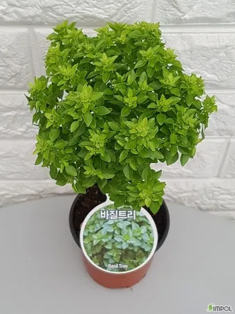 바질 키우기 물주기 수확시기 가지치기 향 유지 실내 허브 가이드_5
