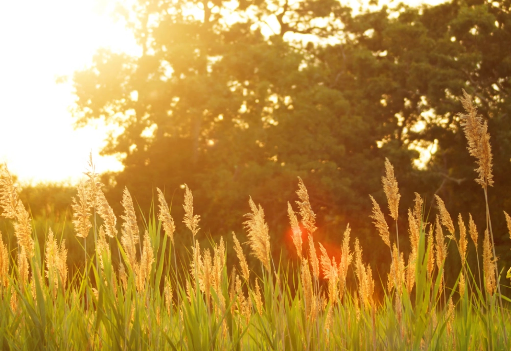 더위 먹었을 때 증상