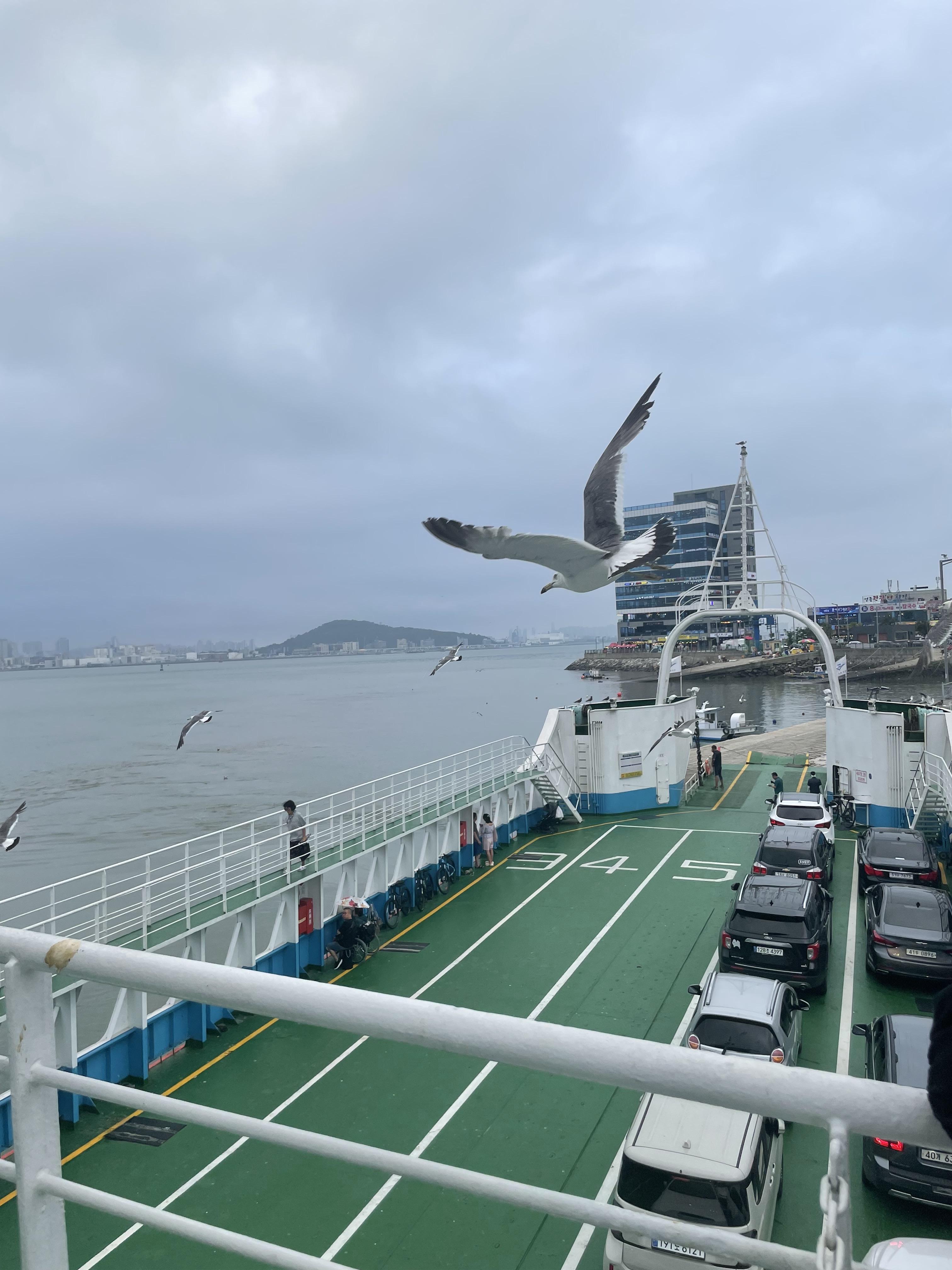 여객선 선상위에 갈매기가 나는 사진 