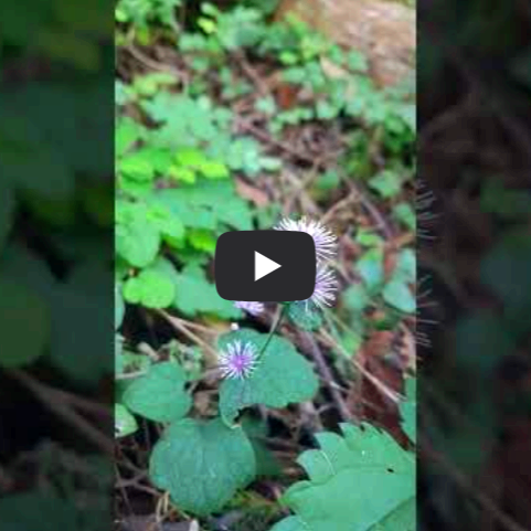 은꿩의다리 꽃말 야생화 들꽃 꿩의다리