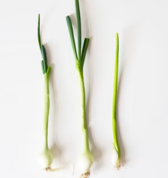 대파 효능과 부작용 고르는법