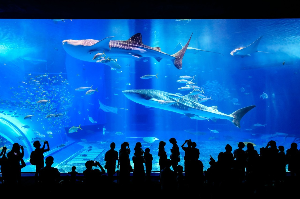 오키나와 여행 추천 오키나와 츄라우미 수족관