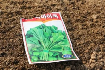 아욱 재배 텃밭 초보 직파 심기 병충해 적음_13