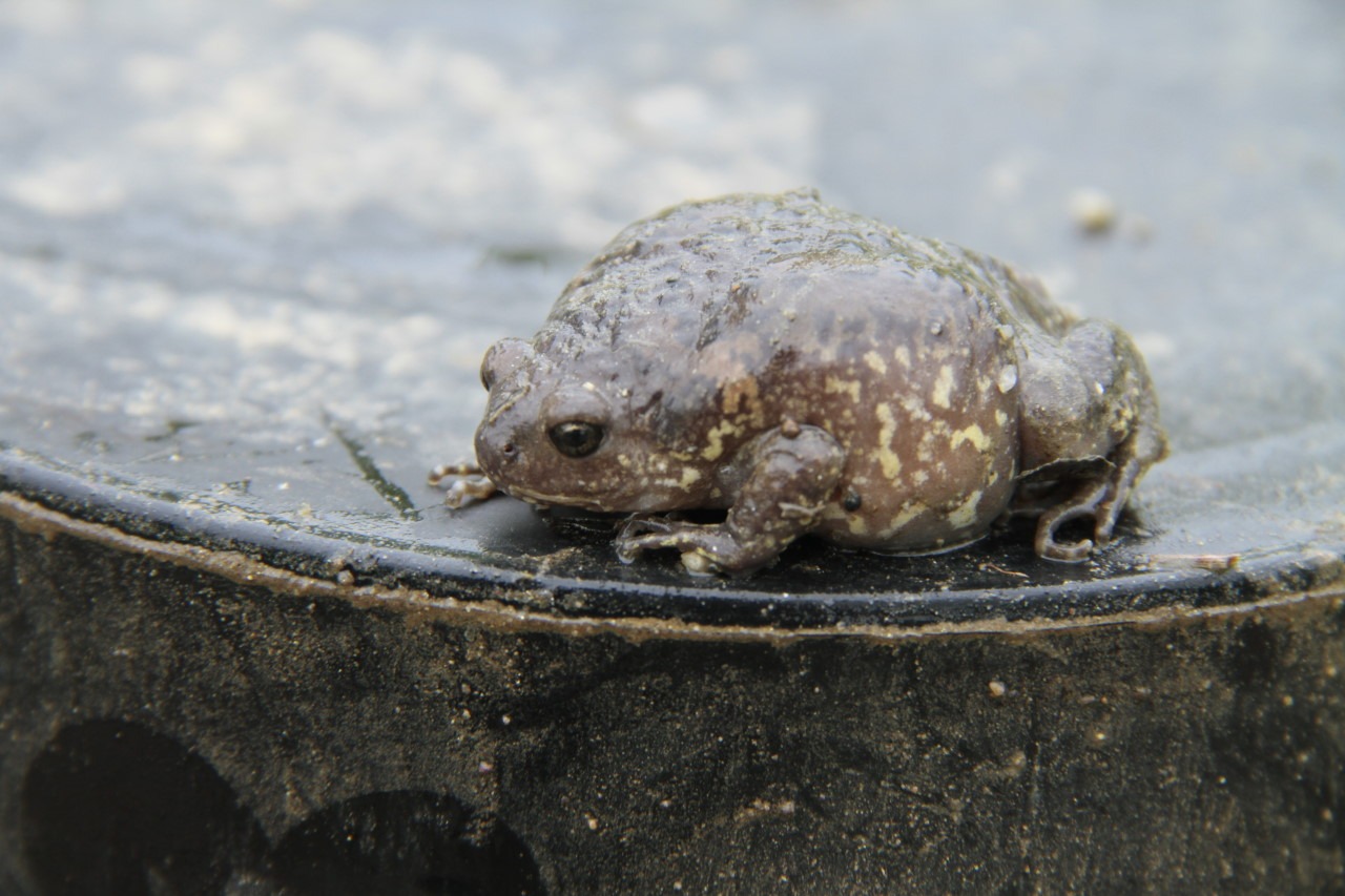 맹꽁이를 지켜야하는 이유와 보호법
