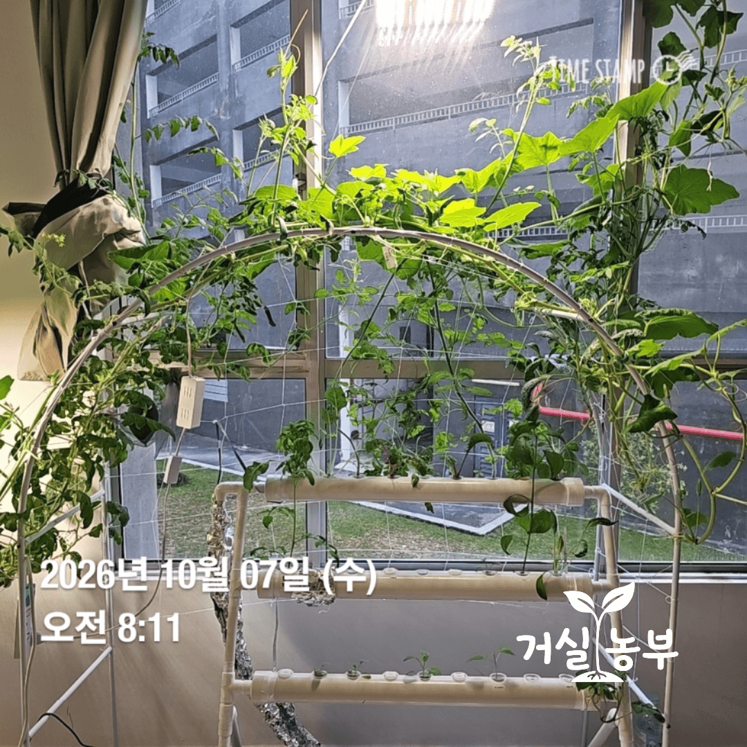 아치형 지지대와 창가를 따라 크게 자란 수경재배 단호박