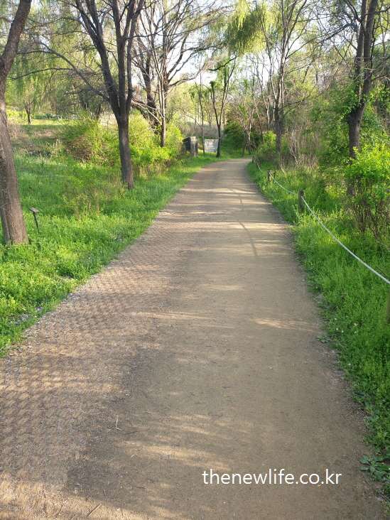 A quiet dirt trail surrounded by trees at Amsa Ecological Park-사 생태공원의 나무와 풀로 둘러싸인 조용한 맨발 걷기 흙길
