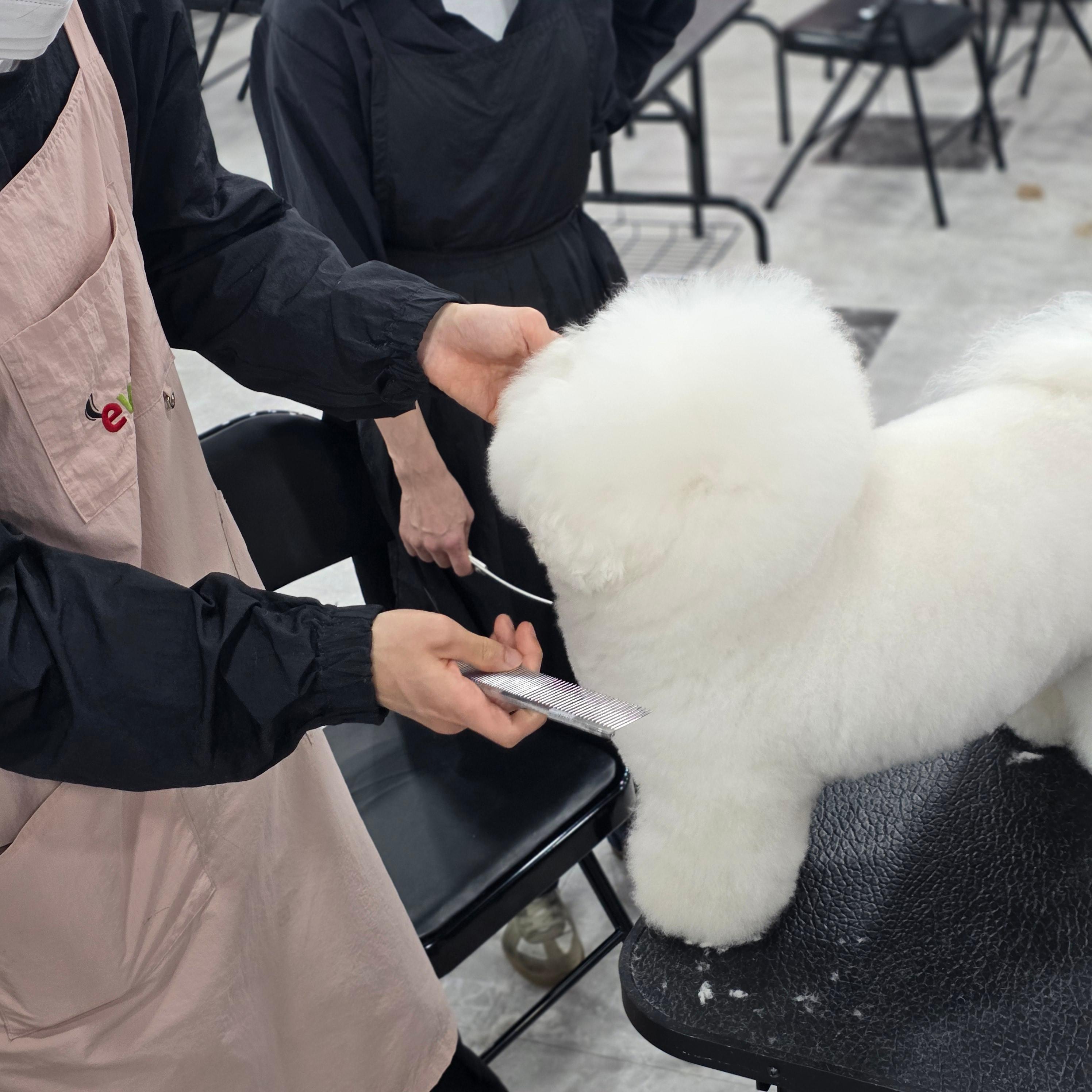 사당애견미용학원