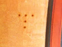 빈대 퇴치법 예방법 증상 진단 치료 정리