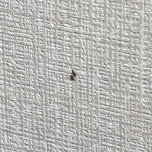 씽크대 하수구 냄새 제거 하는 방법 추천 홈스타 씽크대 배수관 클리너 내돈내산 후기 사용 날파리 청소 주방 락스 벌레 악취