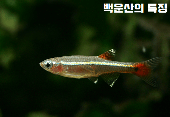 백운산의 특징