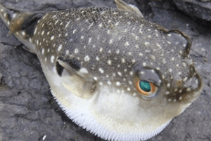 숙취해소효능25