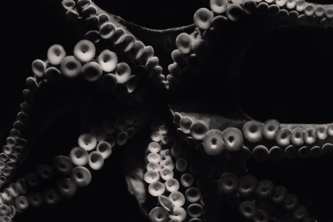 Octopus