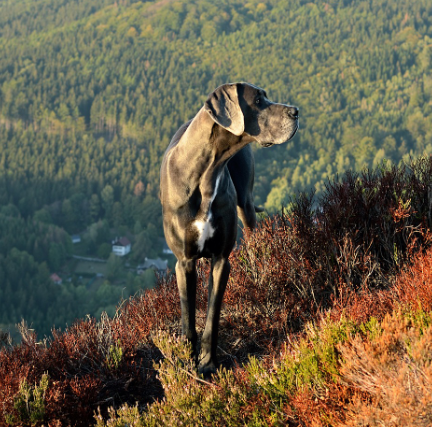 그레이트 데인 사진