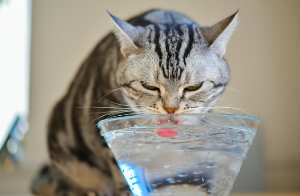 물을 마시는 고양이