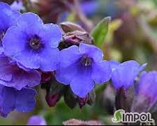 풀모나리아 이미지 사진