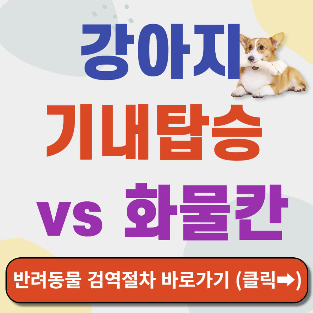 강아지 비행기 기내 탑승 썸네일