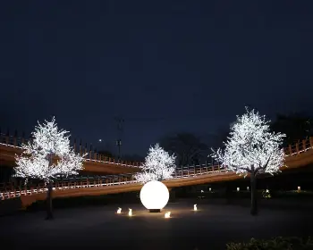 장성 황룡강 가을꽃축제_29