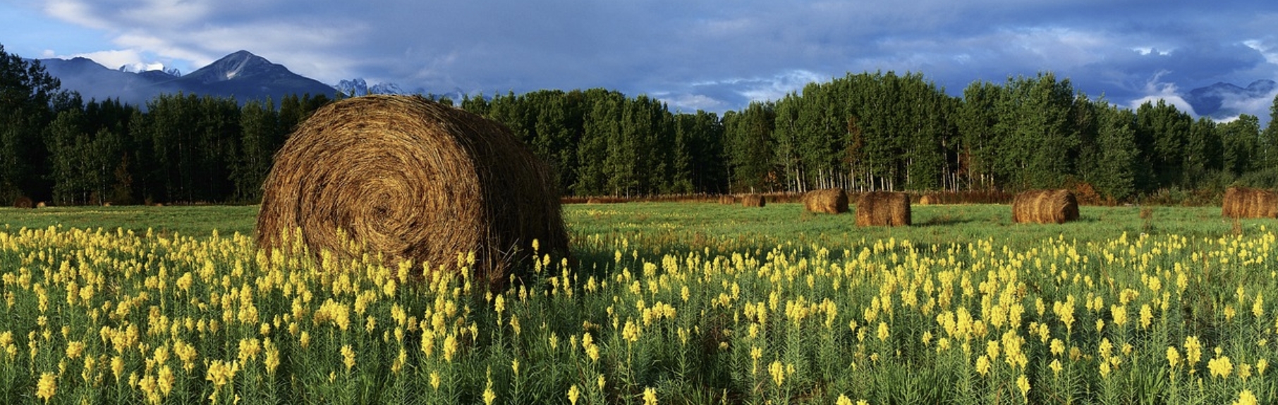들판에 봄꽃이 가득 피어있다