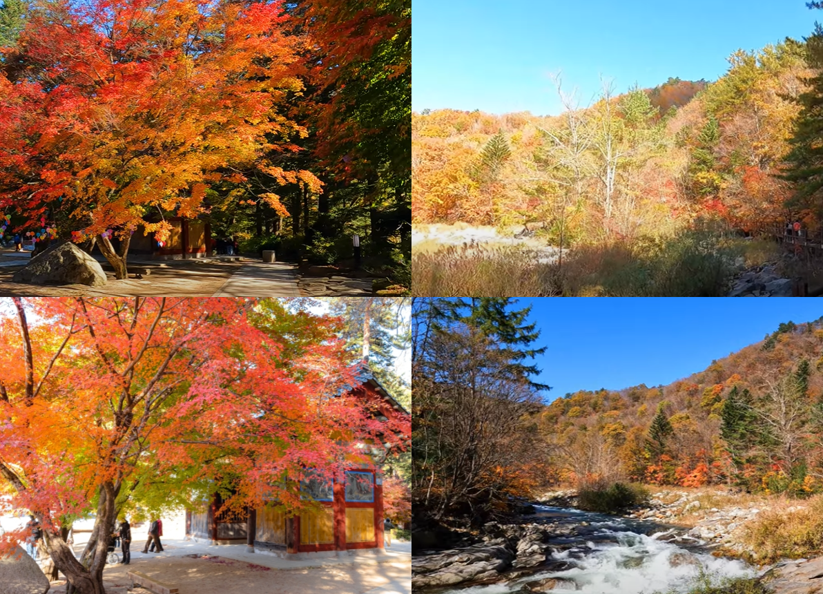 오대산 단풍 절정시기