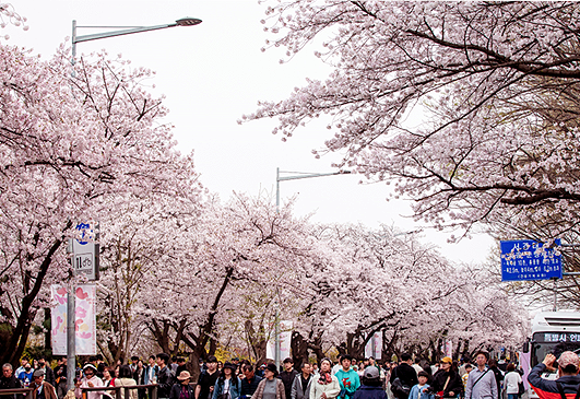 2025 여의도 벚꽃축제 일정