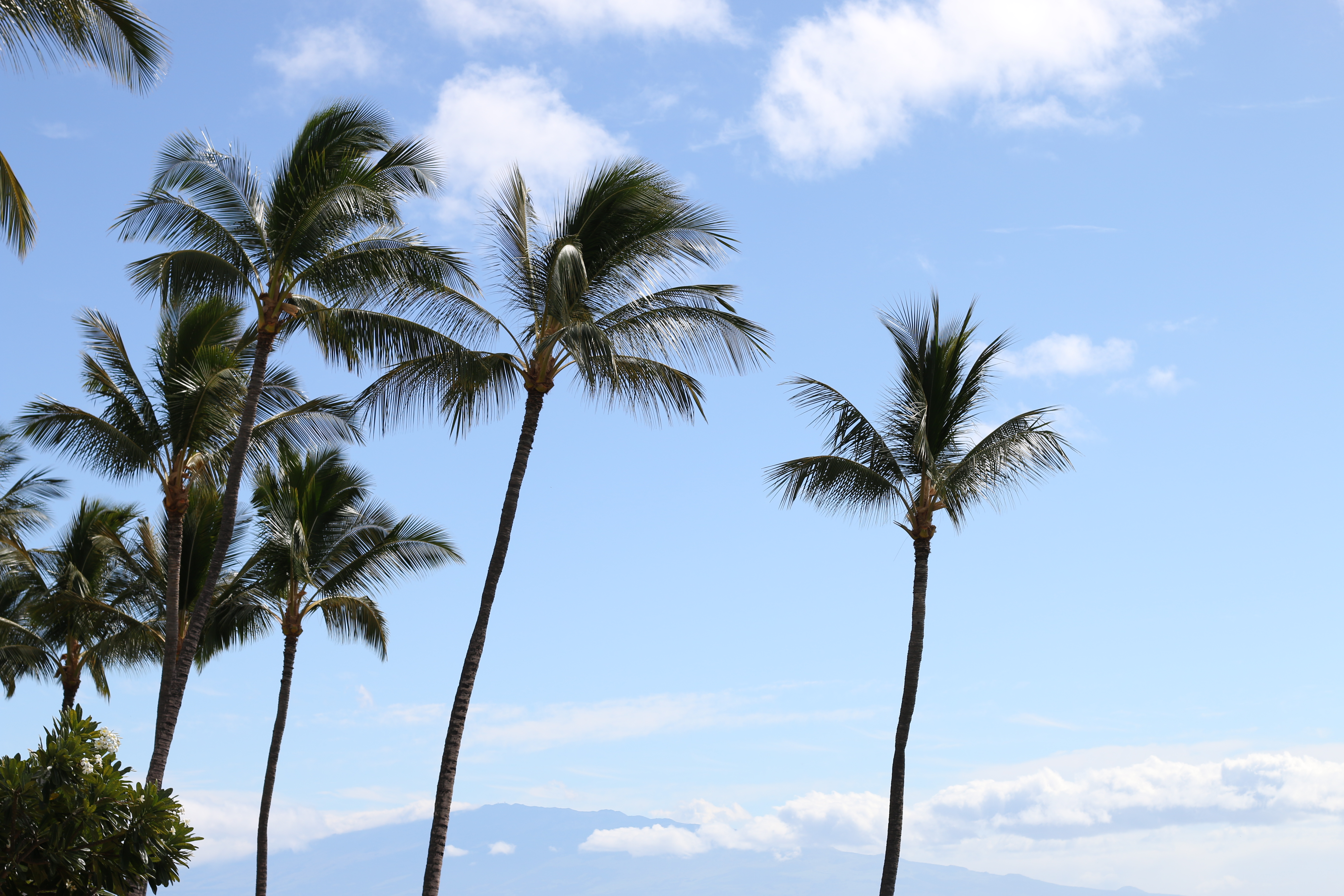 🌴하와이에서 가장 비싼 호텔? 라나이섬 포시즌스 2박 3일 체험기 (신혼여행&middot;여름휴가 추천)