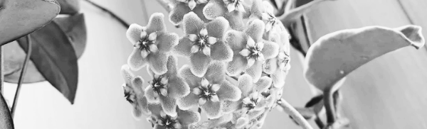 호야 키우기, 호야 물주기, 호야꽃 피는 시기